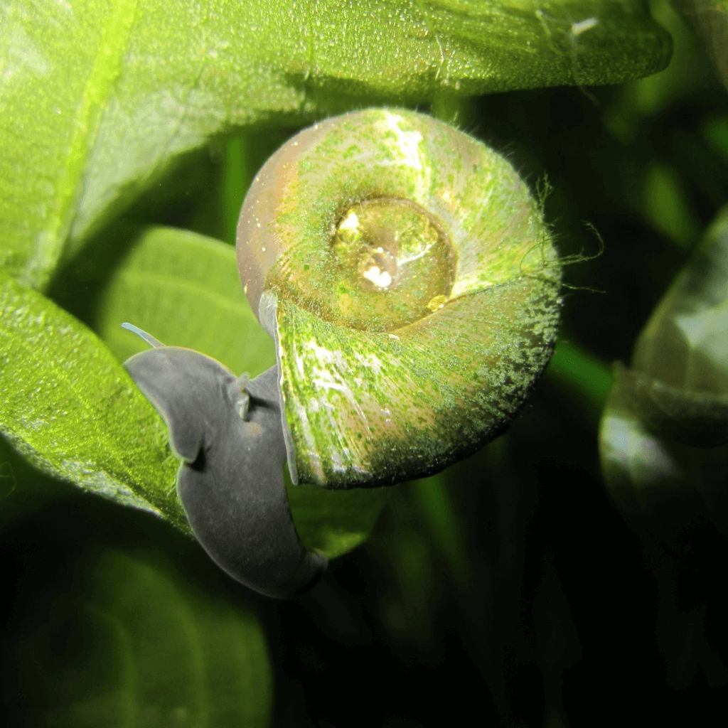 Ramshorn Snails - Perfect Aquatics Ltd