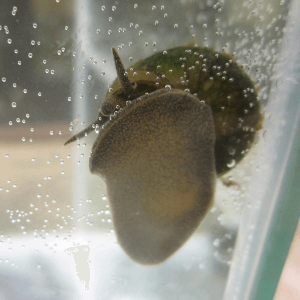 Trapdoor Snails - Perfect Aquatics Ltd