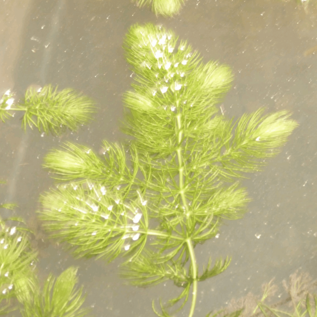 Hornwort - Perfect Aquatics Ltd