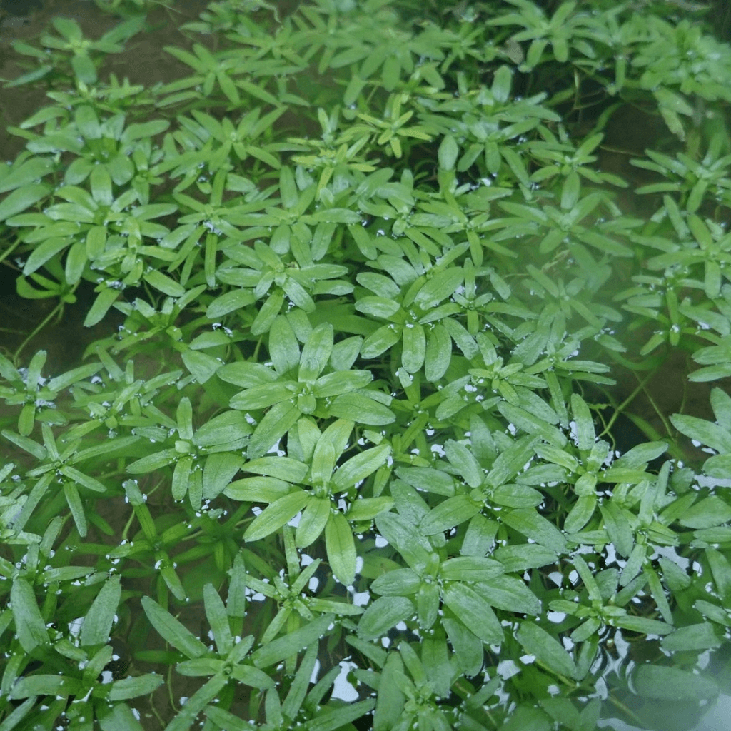 Starwort - Perfect Aquatics Ltd