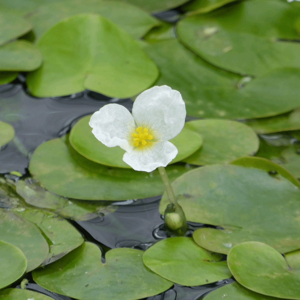Frogbit - Perfect Aquatics Ltd