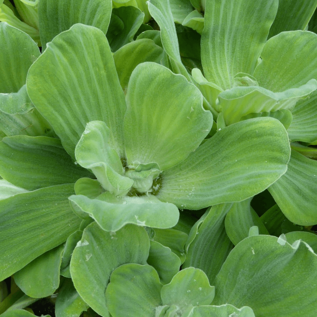 Water Lettuce - Perfect Aquatics Ltd