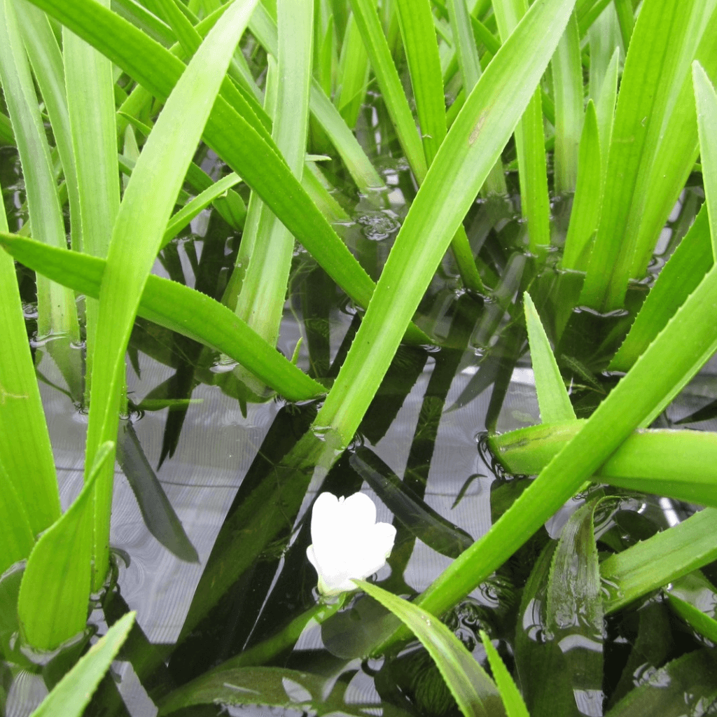 Water Soldier - Perfect Aquatics Ltd