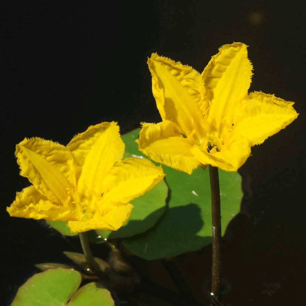 Water Fringe - Perfect Aquatics Ltd