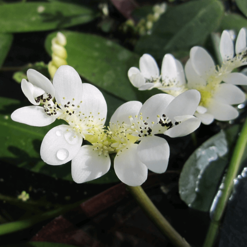 Water Hawthorn - Perfect Aquatics Ltd