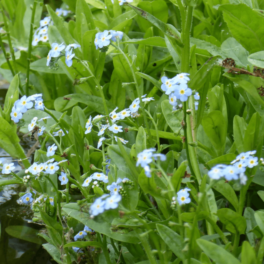 Water Forget - me - not - Perfect Aquatics Ltd