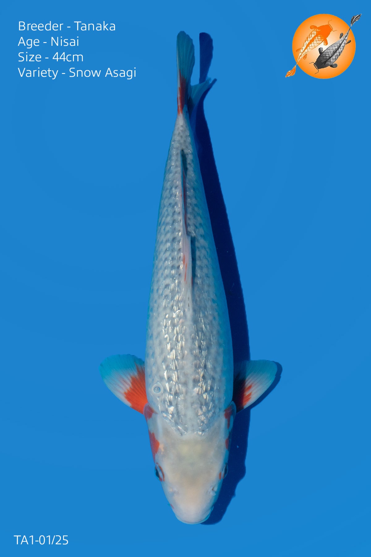 HQ Snow Asagi - TA1 - 01/25 - Perfect Aquatics Ltd