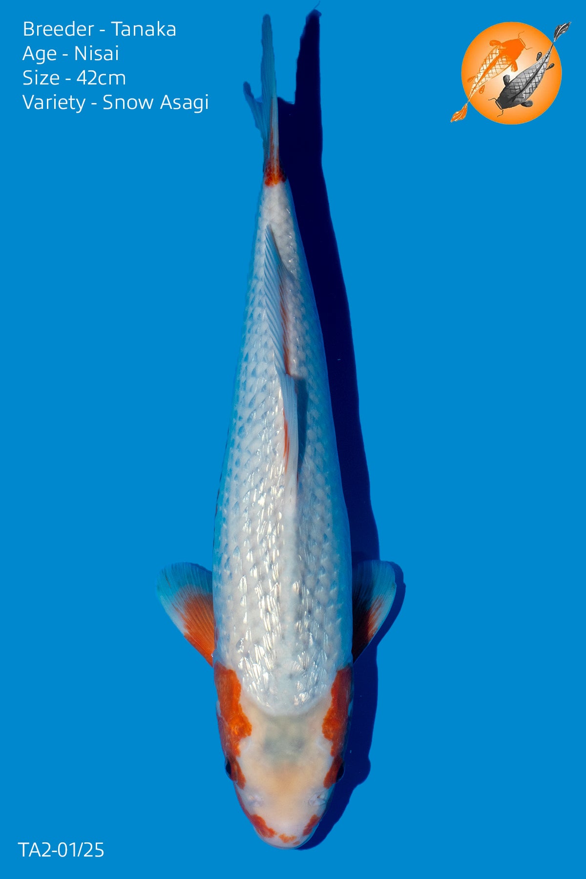 HQ Snow Asagi - TA2 - 01/25 - Perfect Aquatics Ltd