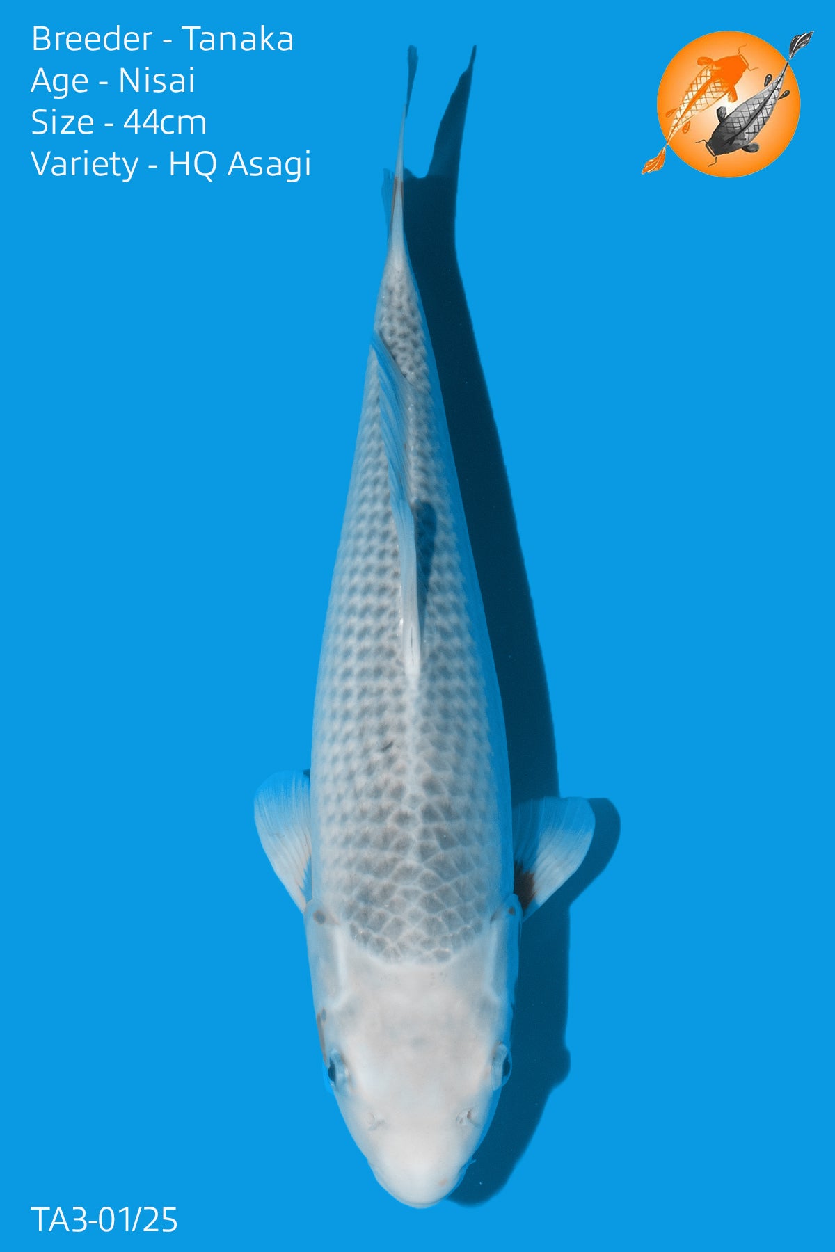 HQ Asagi - Perfect Aquatics Ltd