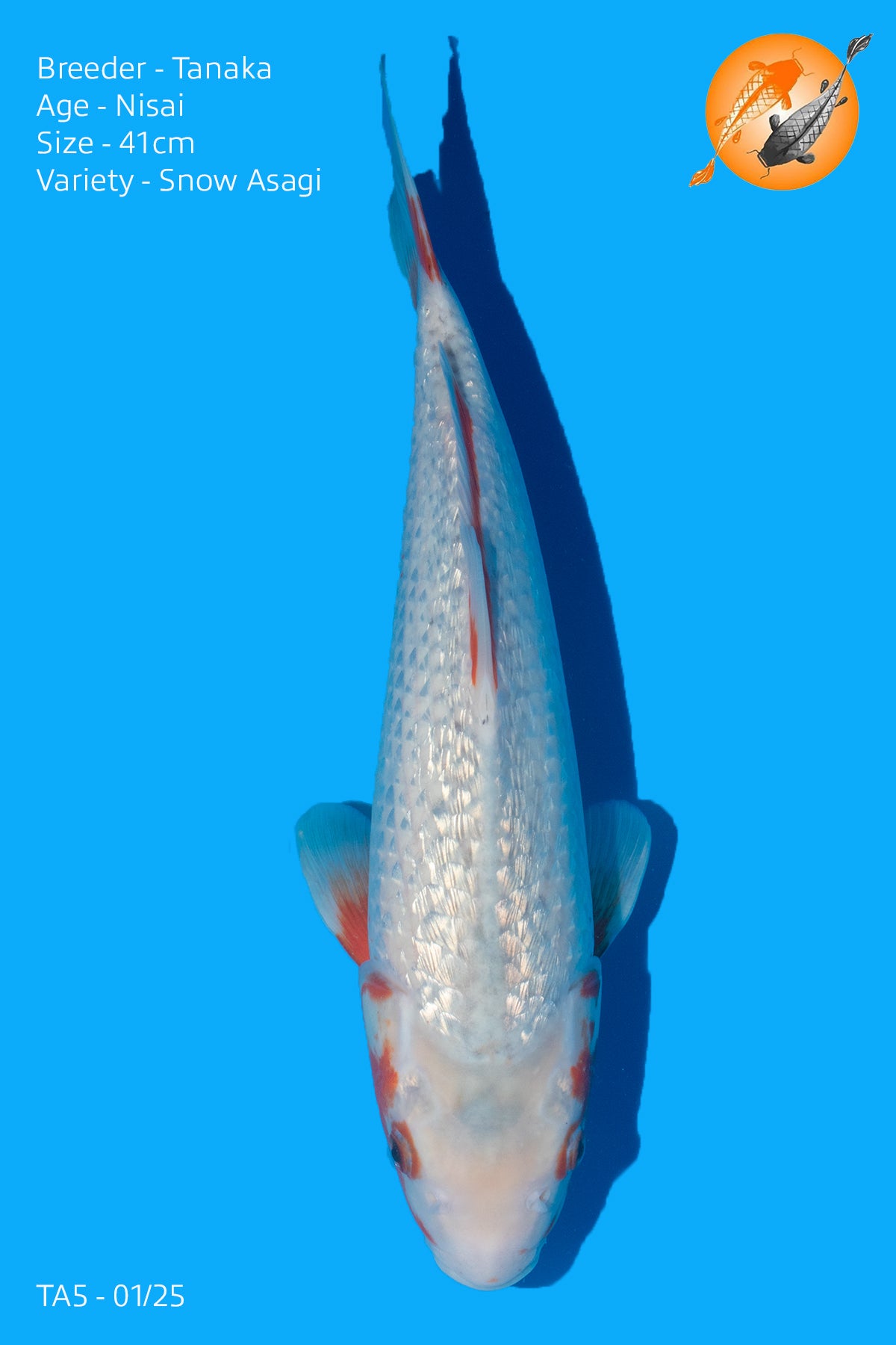 HQ Snow Asagi - TA5 - 01/25 - Perfect Aquatics Ltd