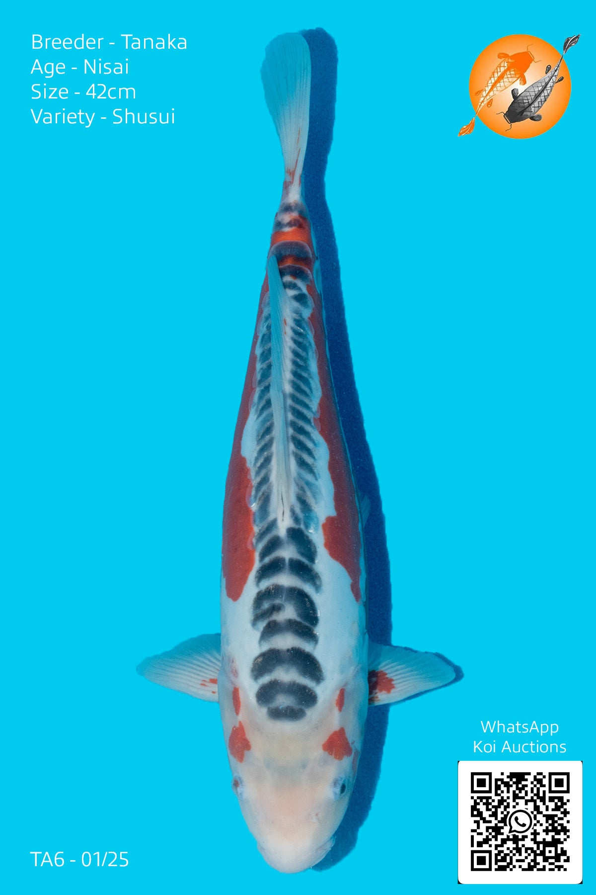 HQ Shusui - TA7 - Perfect Aquatics Ltd