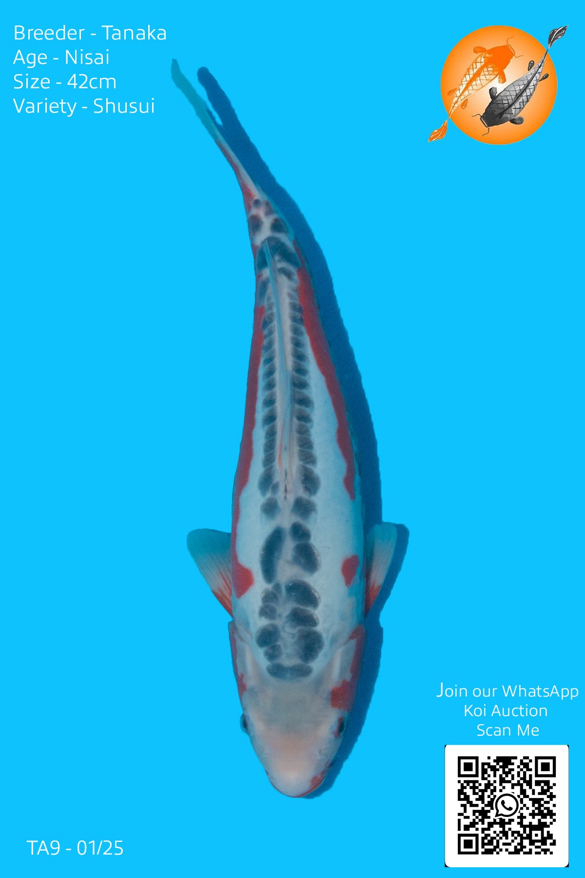 HQ Shusui - TA9 - Perfect Aquatics Ltd