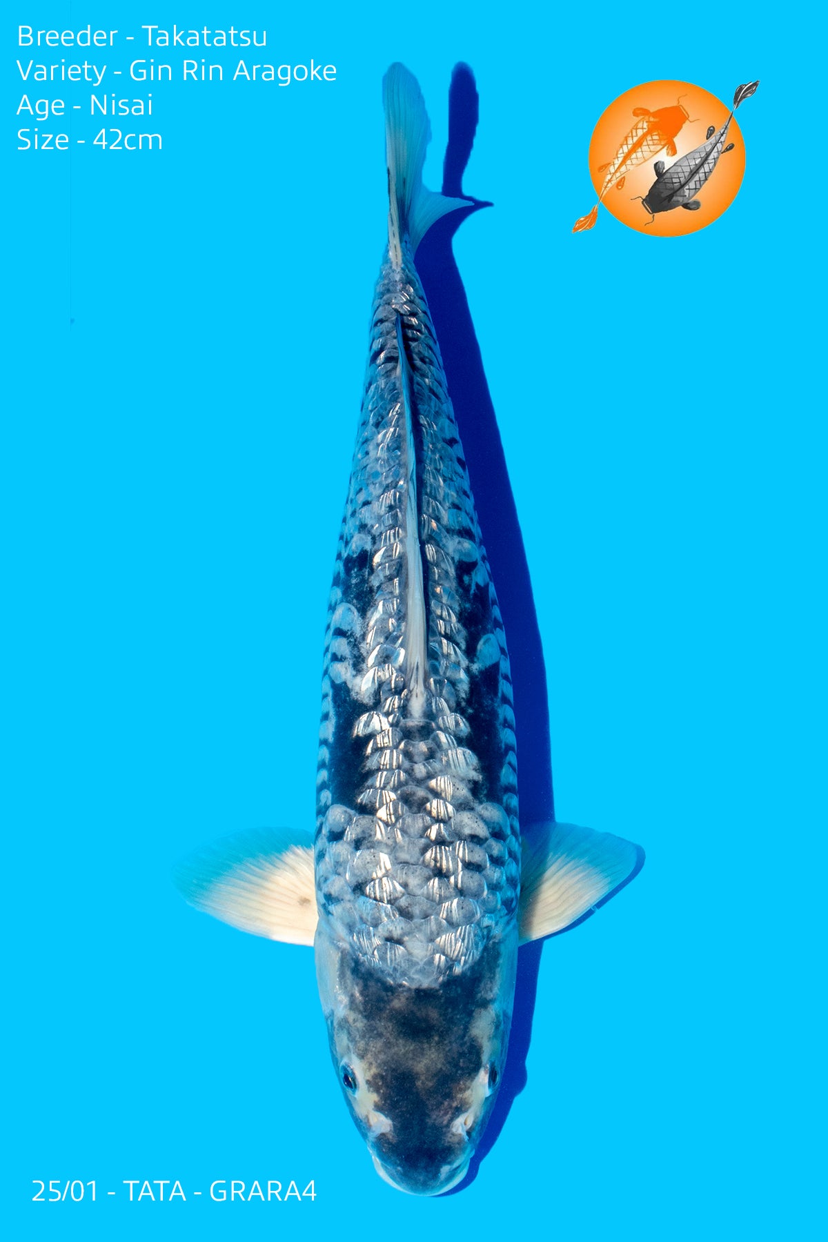Gin Rin Aragoke - Takatatsu - Nisai - 42cm
