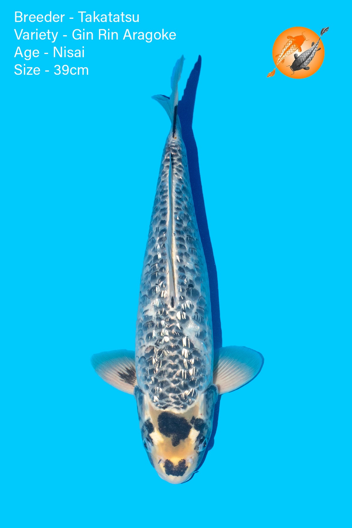 Gin Rin Aragoke - Takatatsu - Nisai - 39cm
