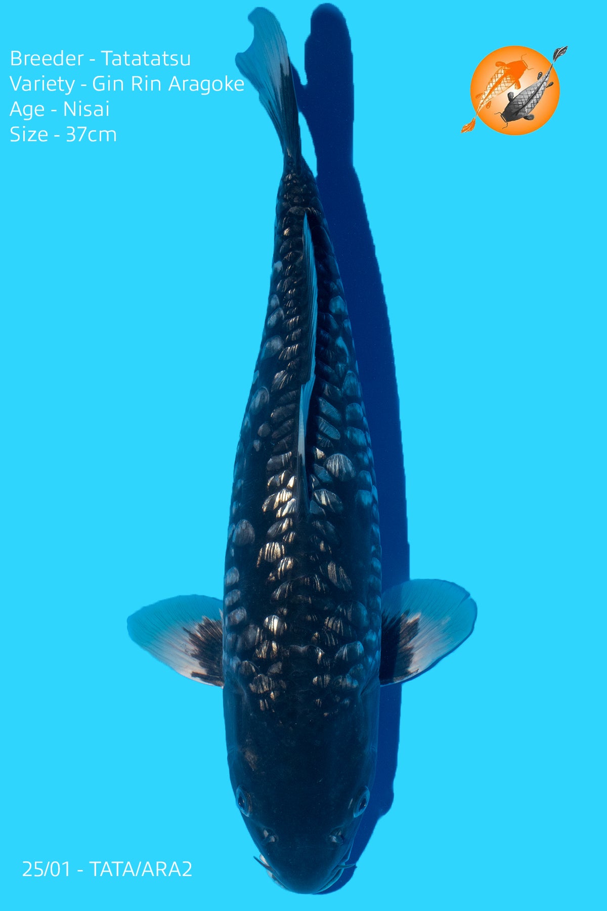 Gin Rin Aragoke - Takatatsu - Nisai - 37cm
