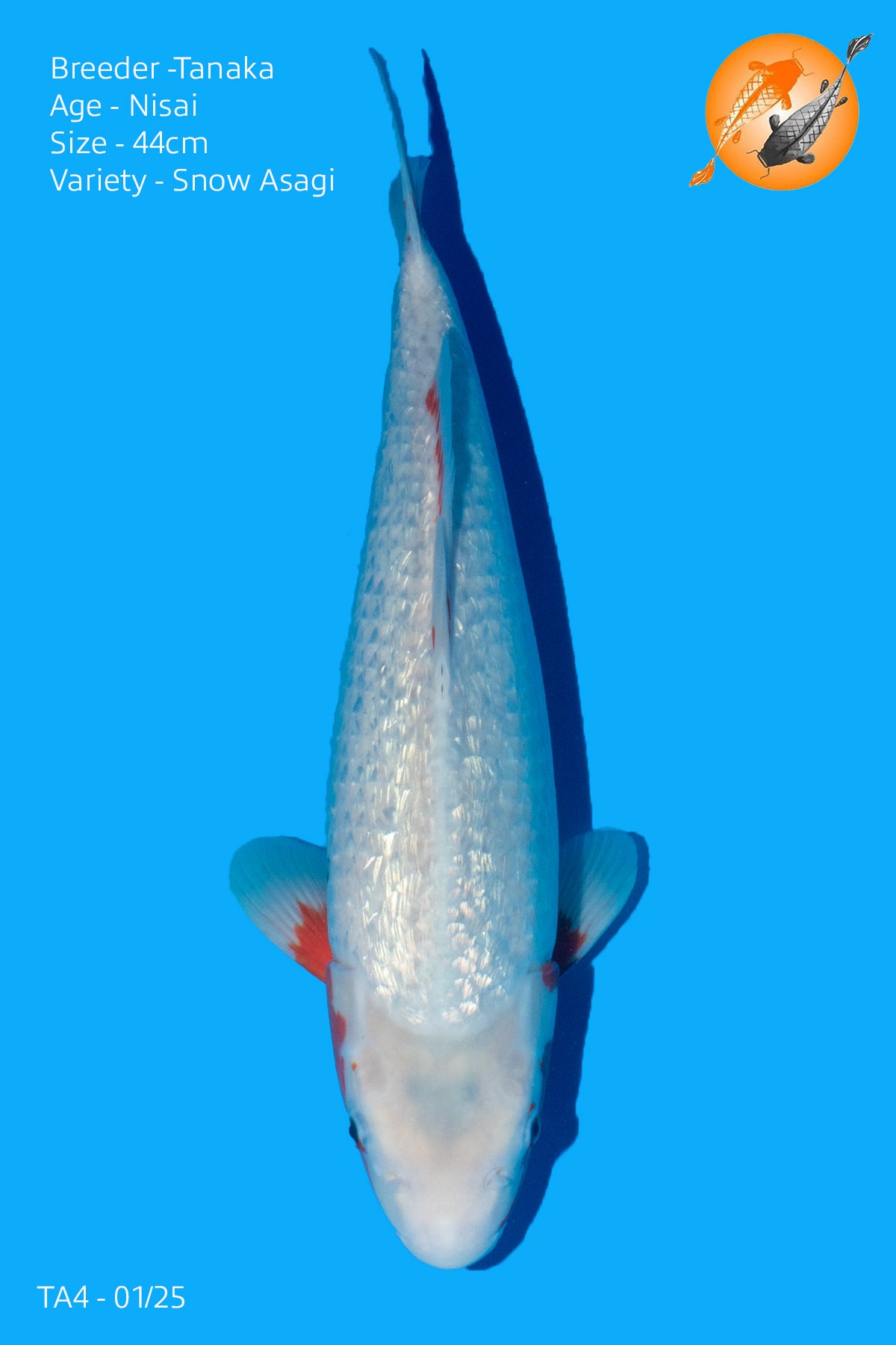 HQ Snow Asagi - TA4 - 01/25 - Perfect Aquatics Ltd