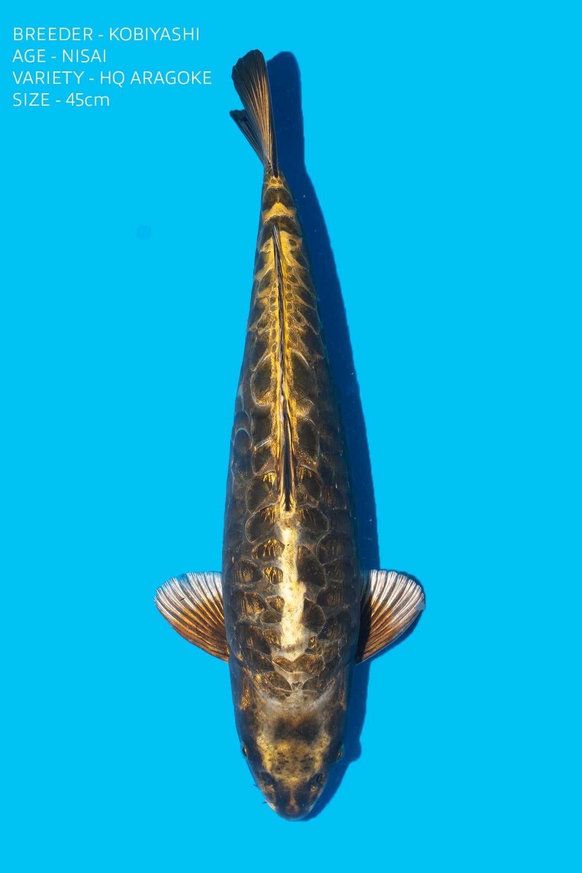 Kobiyashi - High Quality Aragoke - KOB - ARA - 1 - Perfect Aquatics Ltd