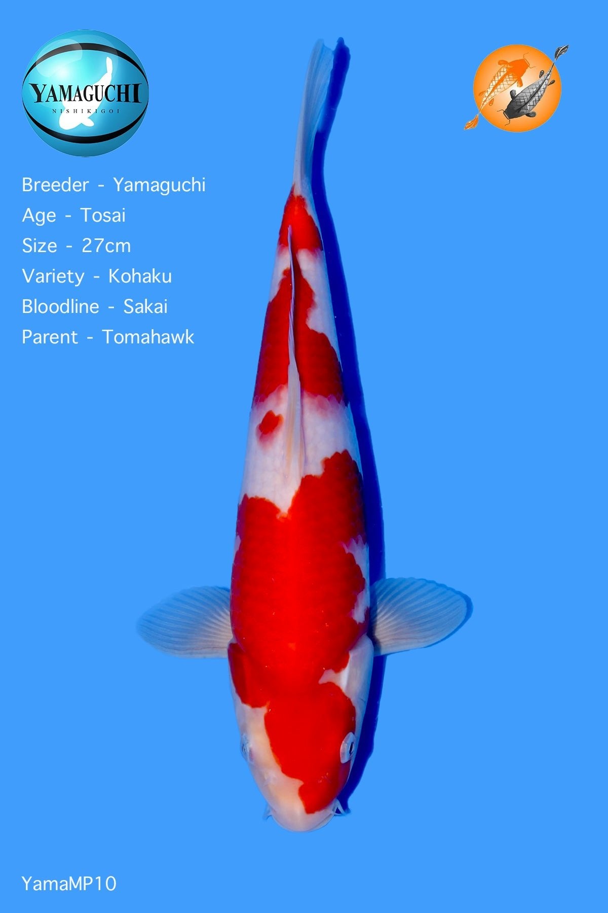 VHQ Kohaku - YamaMP10 - Perfect Aquatics Ltd
