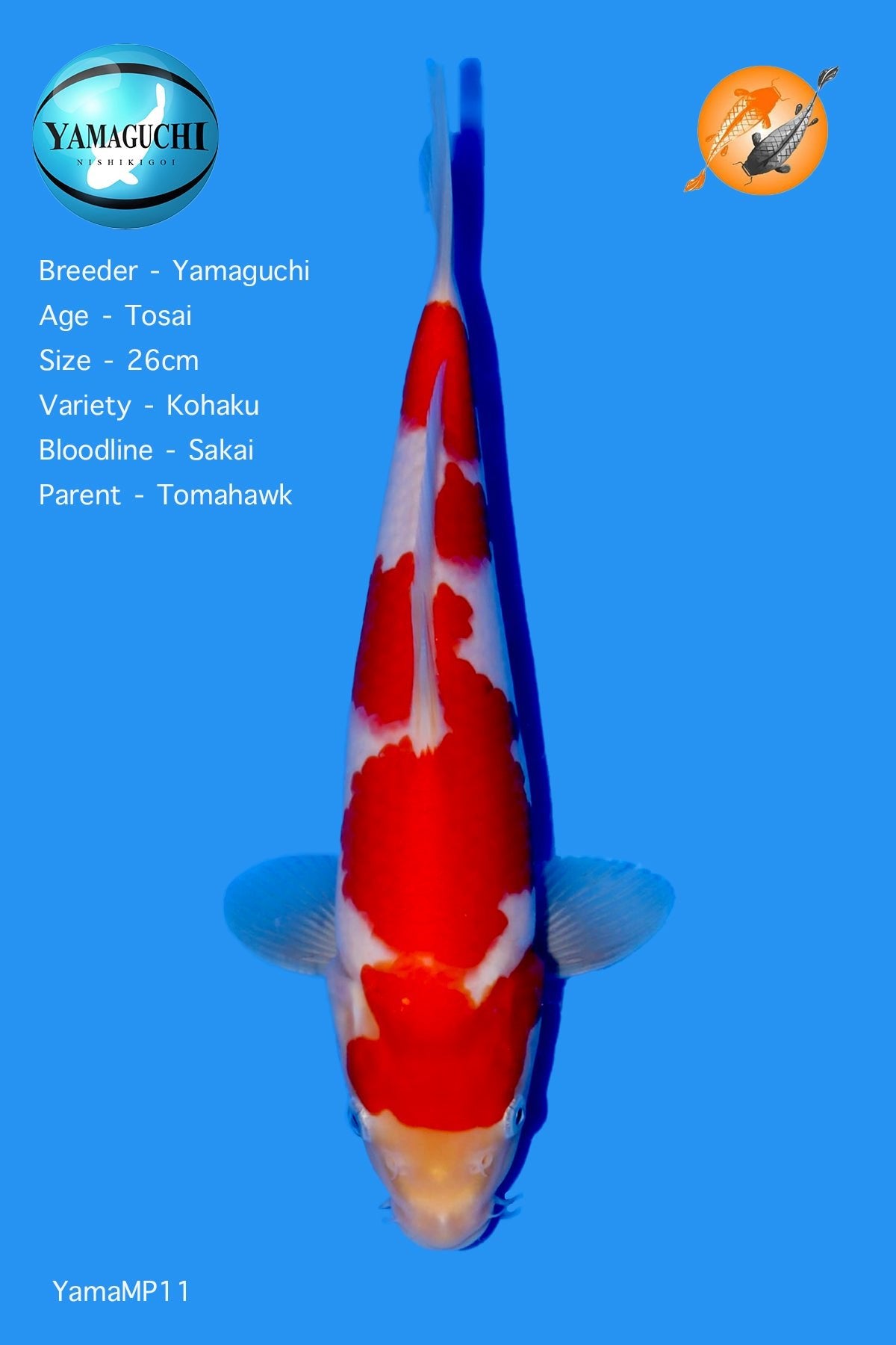 VHQ Kohaku - Perfect Aquatics Ltd