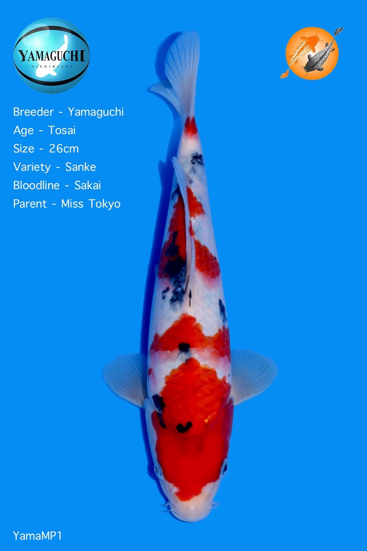 VHQ Sanke - YamaMP1 - Perfect Aquatics Ltd