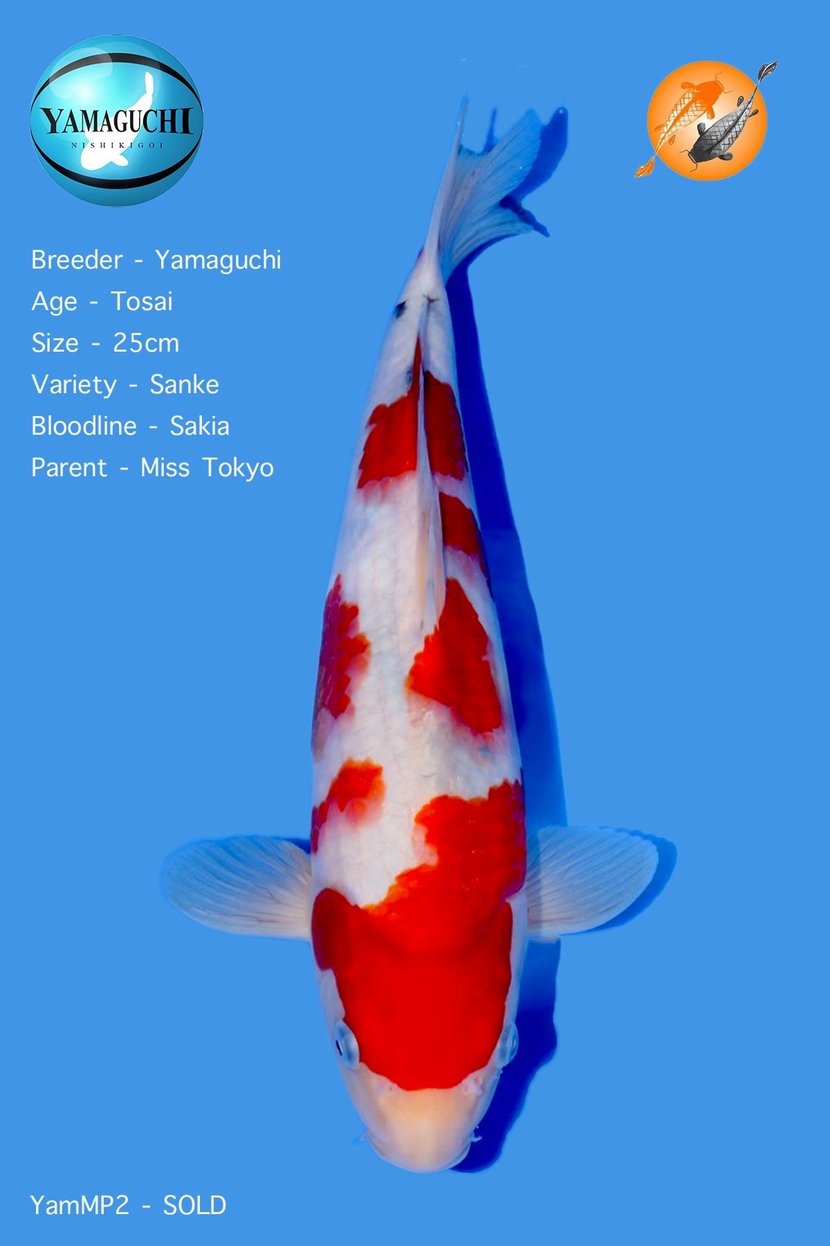 VHQ Sanke - YamaMP2 - Perfect Aquatics Ltd