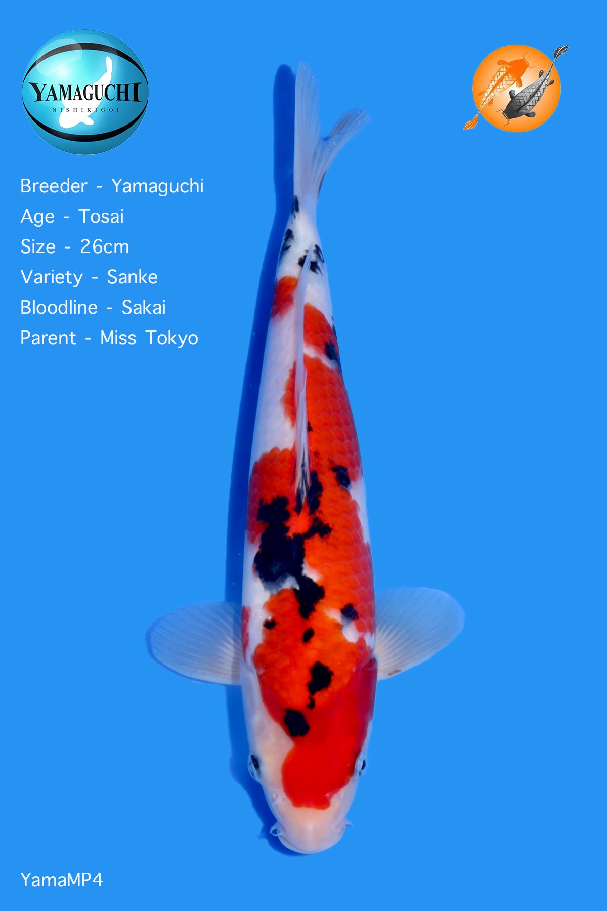 VHQ Sanke - YamaMP4 - Perfect Aquatics Ltd