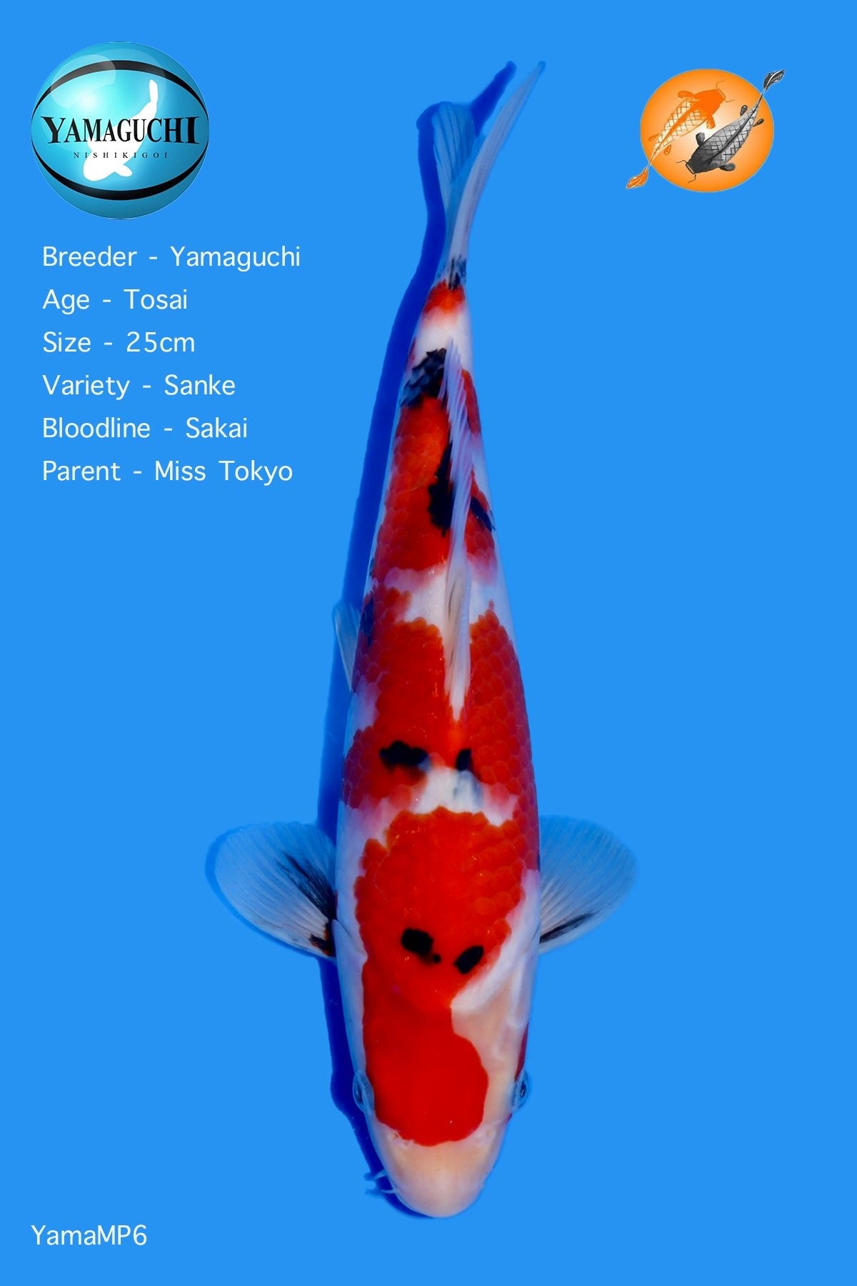 VHQ Sanke - YamaMP6 - Perfect Aquatics Ltd