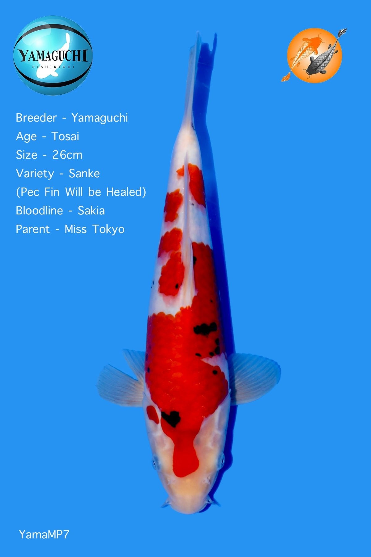 VHQ Sanke - YamaMP7 - Perfect Aquatics Ltd