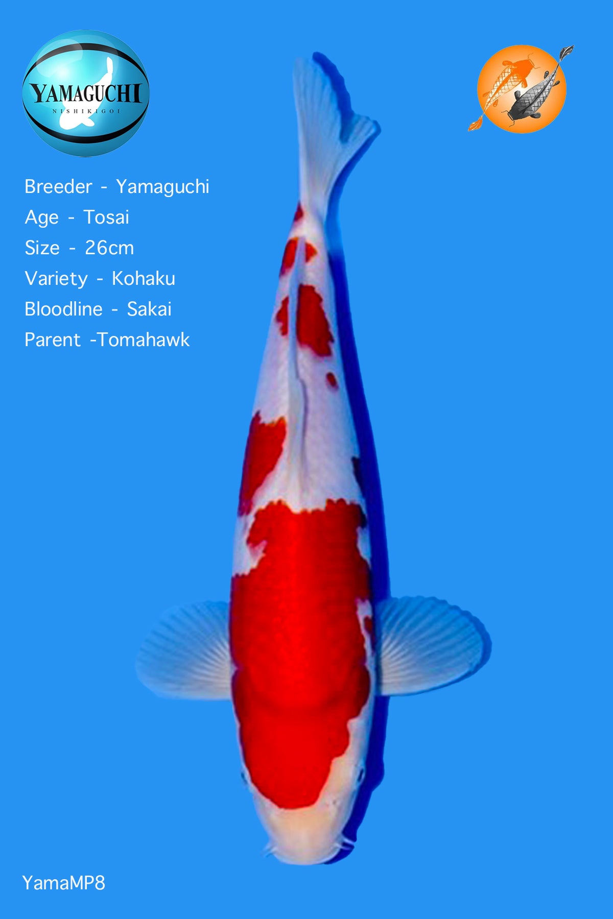 VHQ Kohaku - YamaMP8 - Perfect Aquatics Ltd