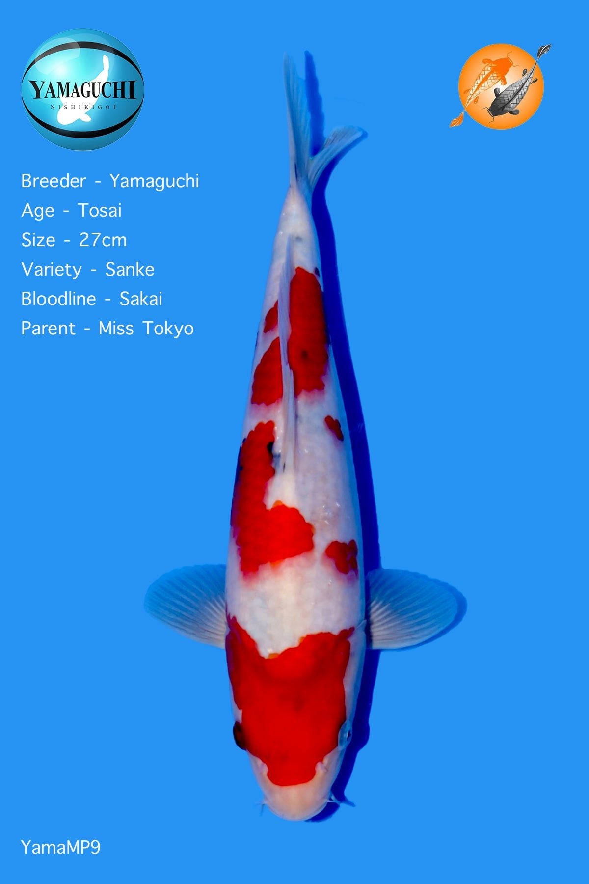 VHQ Sanke - YamaMP9 - Perfect Aquatics Ltd