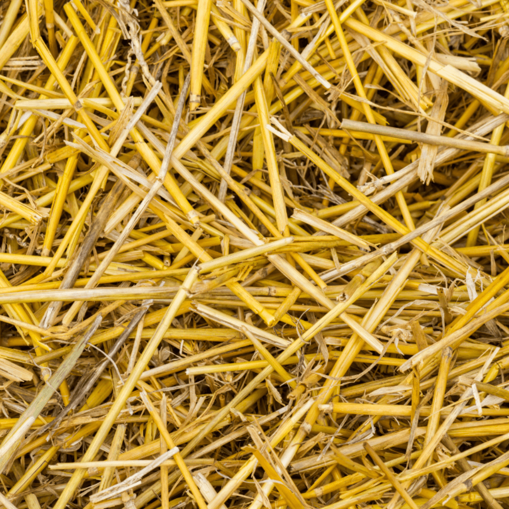 Pond Clear Barley Straw – Natural Pond Algae Control