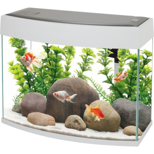 Fish R Fun Panoramic Aquarium