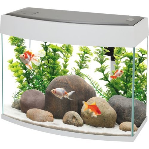 Fish R Fun Panoramic Aquarium - Perfect Aquatics Ltd