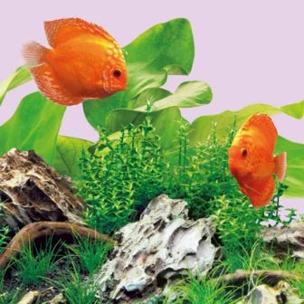 Juwel LED Tubes COLOUR 4425K - Perfect Aquatics Ltd