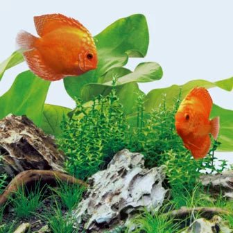 Juwel LED Tubes DAY 9000K - Perfect Aquatics Ltd