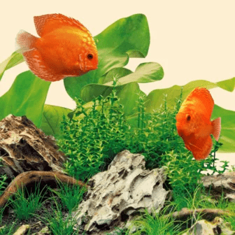 Juwel LED Tubes NATURE 6500K - Perfect Aquatics Ltd