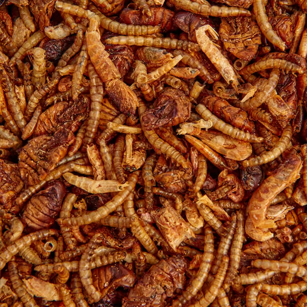 Shark Pond Food - Koi Treat Mix