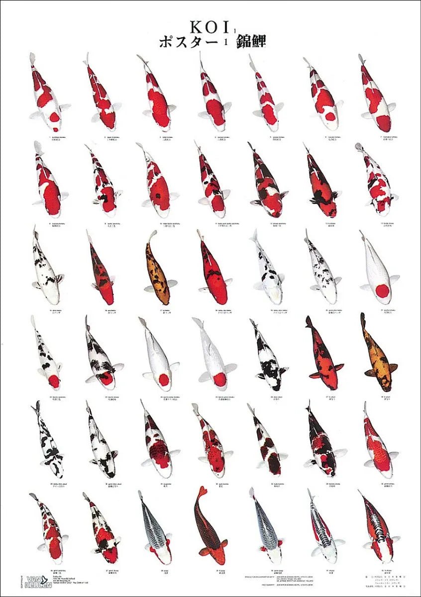Superfish Koi variety Poster - Number 1 - Perfect Aquatics Ltd