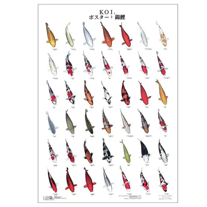 Superfish Koi variety poster - Number 2 - Perfect Aquatics Ltd