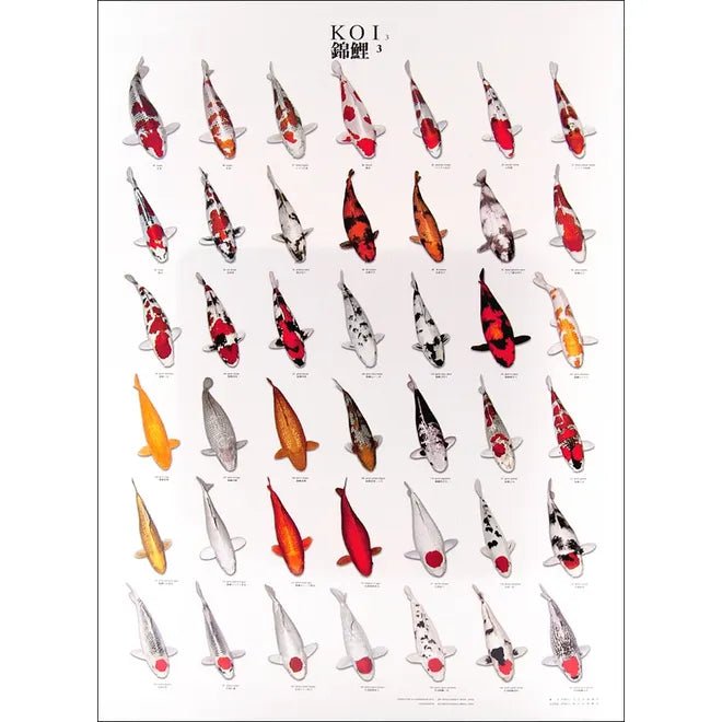 Superfish Koi variety poster - Number 3 - Perfect Aquatics Ltd
