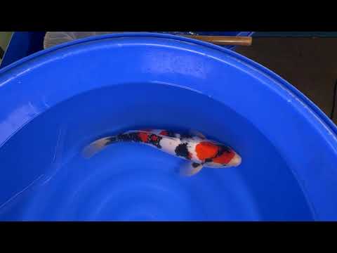 Marushin - Showa - Nisai - OPA013