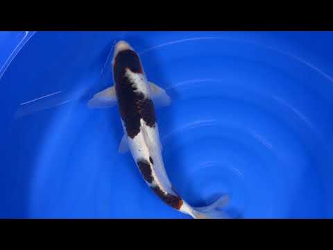 Koda - Goromo - Nisai - OPA005