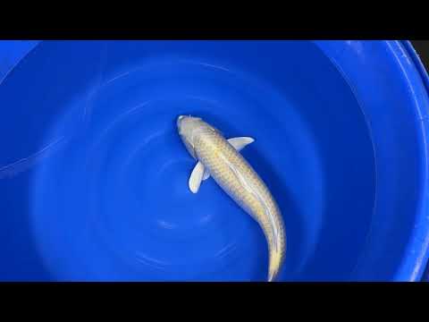 Izumiya - Yamabuki - Nisai - OPA004