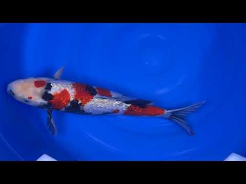 Marushin - Gin Rin Showa - Nisai - OPA011