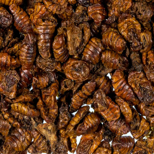 Shark Pond Food - Silkworm Pupae
