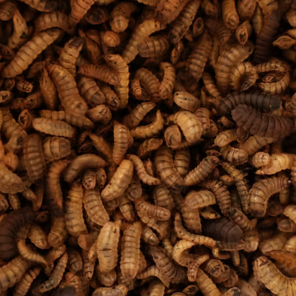 Shark Pond Food - Soldier Fly Larvae