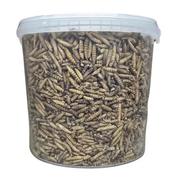 Shark Pond Food - Soldier Fly Larvae