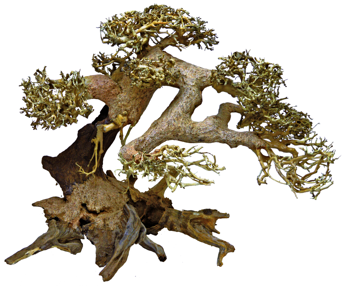 SuperFish Bonsai Driftwood - Per Piece - Perfect Aquatics Ltd