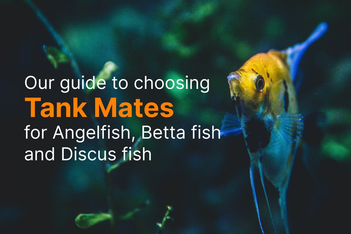 Best Tank Mates for Angelfish, Betta Fish, and Discus - Perfect Aquatics Ltd