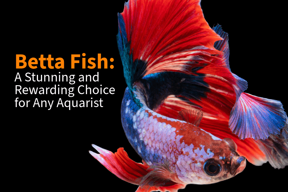Betta Fish: A Stunning and Rewarding Choice for Any Aquarist